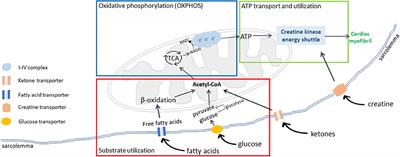 Metabolic Reprogramming, Gut Dysbiosis, and Nutrition Intervention in Canine Heart Disease